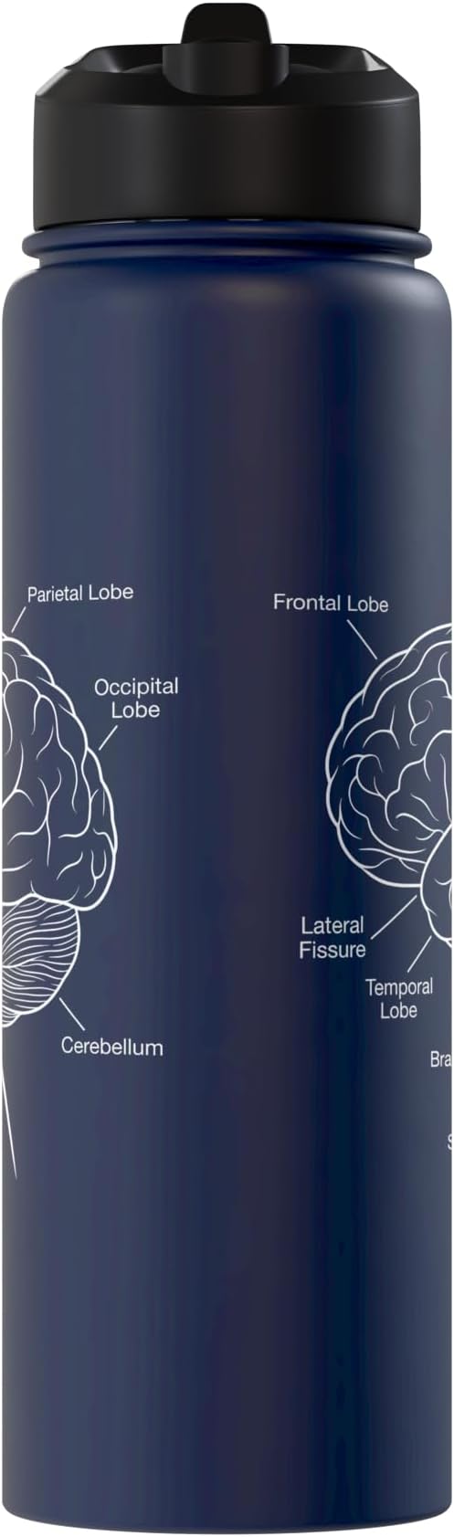 Neuroscience Human Brain Anatomy Labeled Diagram Stainless Steel Insulated Water Bottle