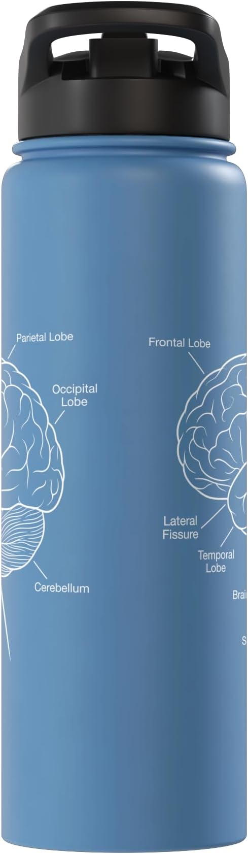 Neuroscience Human Brain Anatomy Labeled Diagram Stainless Steel Insulated Water Bottle