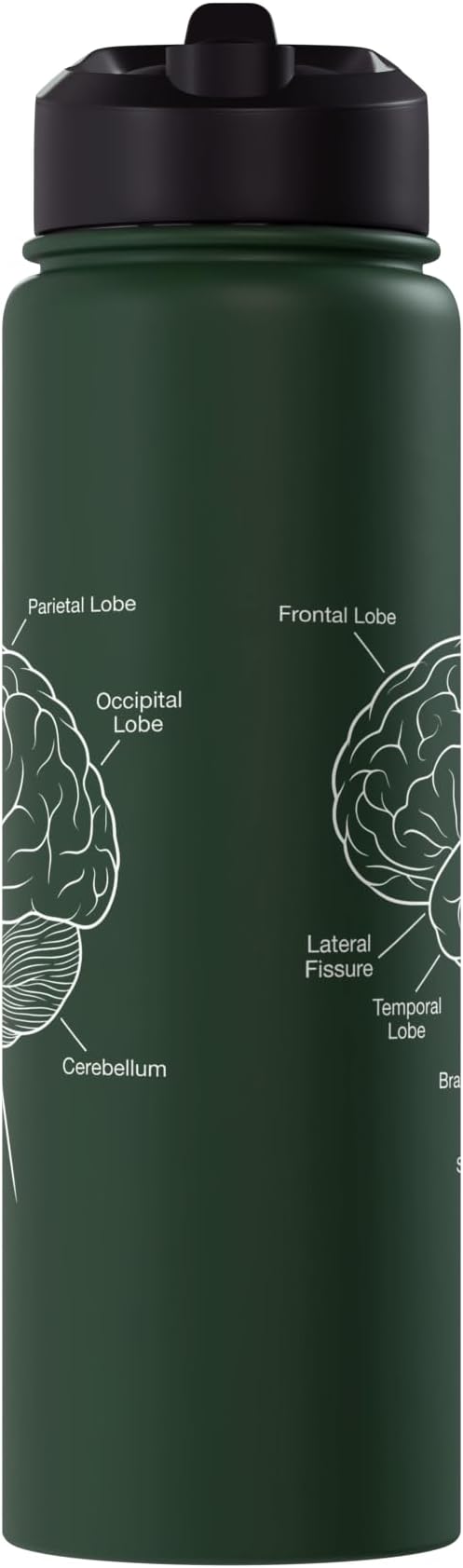 Neuroscience Human Brain Anatomy Labeled Diagram Stainless Steel Insulated Water Bottle