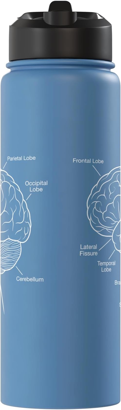 Neuroscience Human Brain Anatomy Labeled Diagram Stainless Steel Insulated Water Bottle