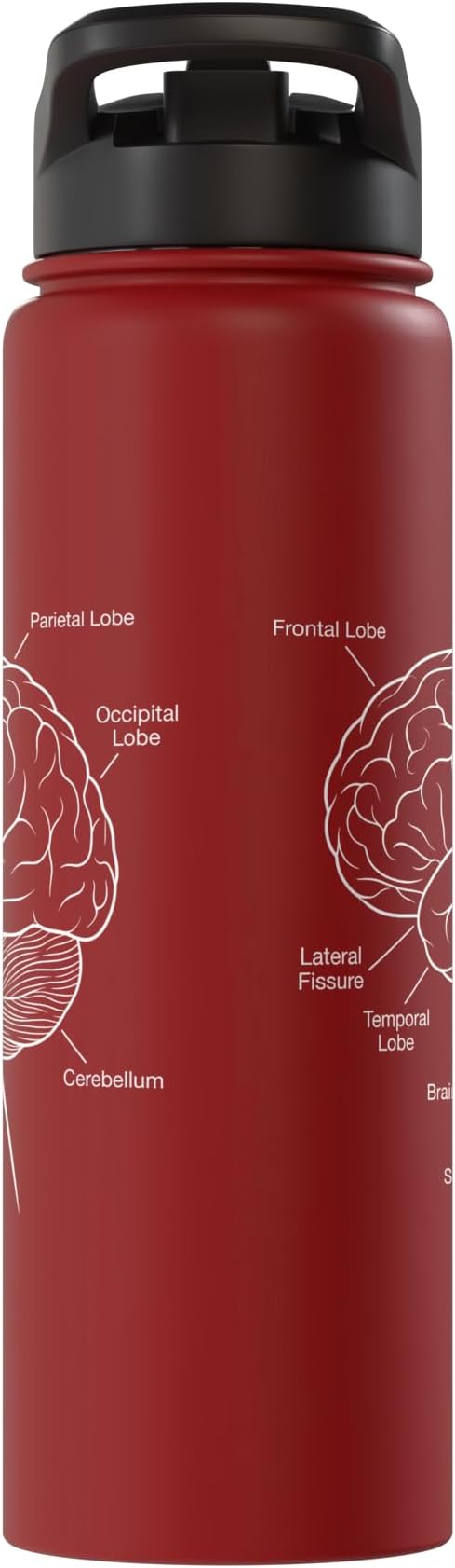 Neuroscience Human Brain Anatomy Labeled Diagram Stainless Steel Insulated Water Bottle