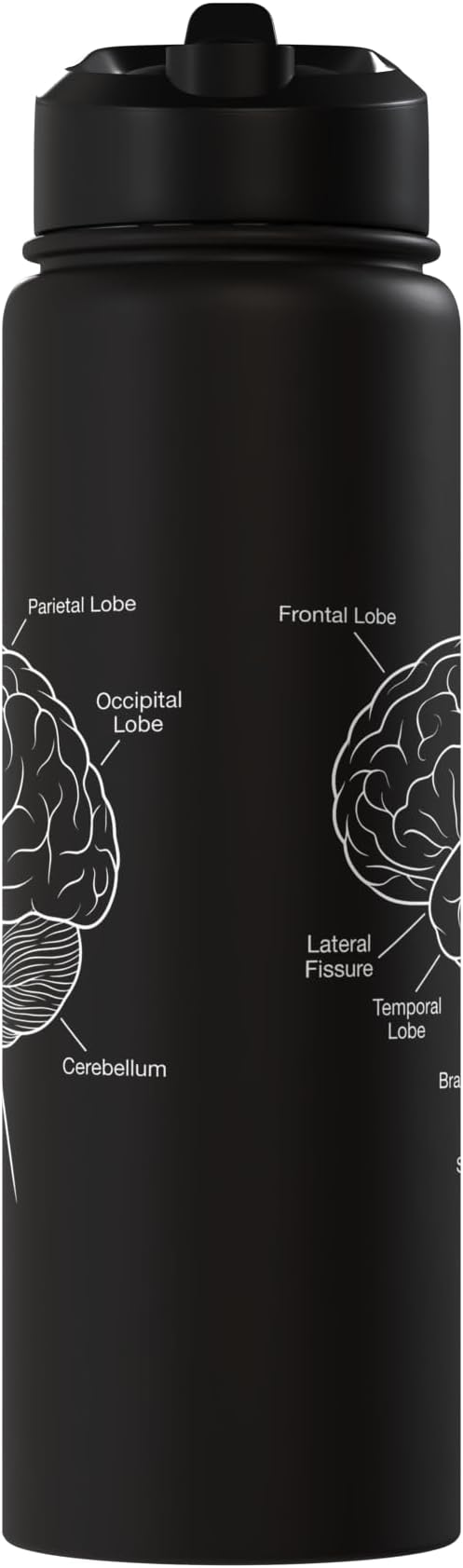 Neuroscience Human Brain Anatomy Labeled Diagram Stainless Steel Insulated Water Bottle