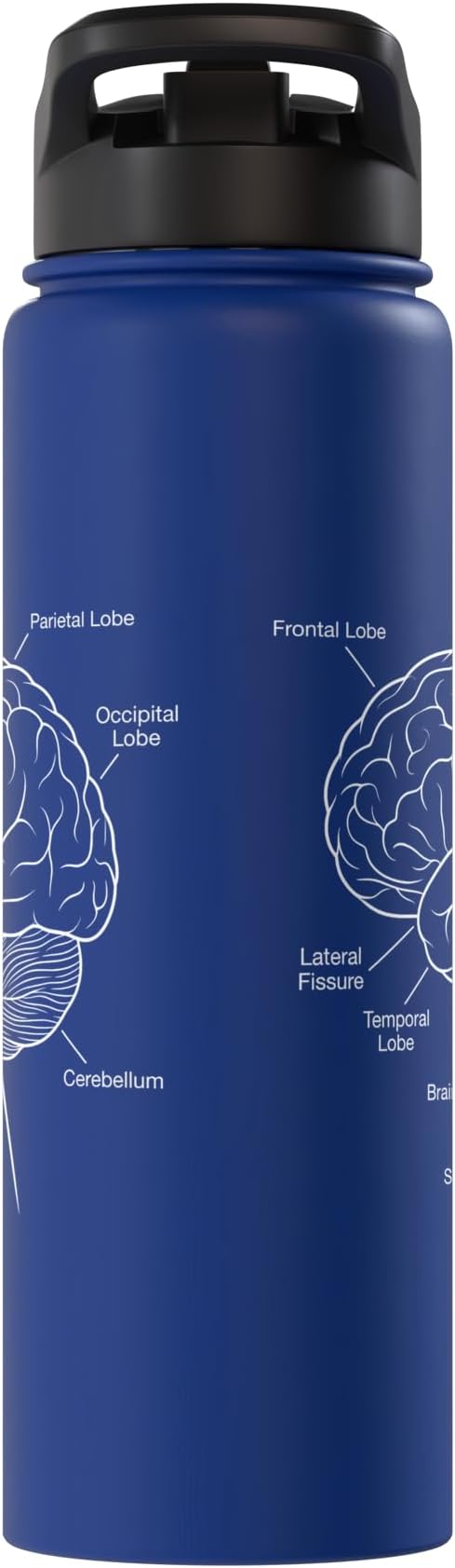 Neuroscience Human Brain Anatomy Labeled Diagram Stainless Steel Insulated Water Bottle