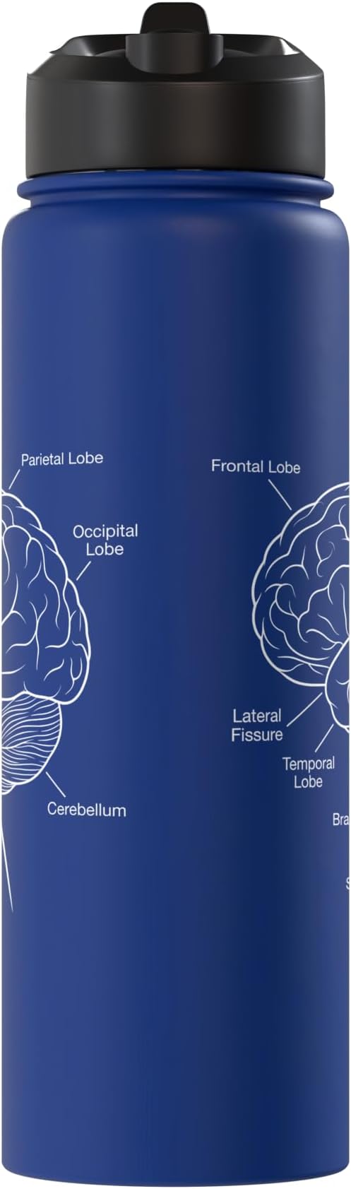 Neuroscience Human Brain Anatomy Labeled Diagram Stainless Steel Insulated Water Bottle