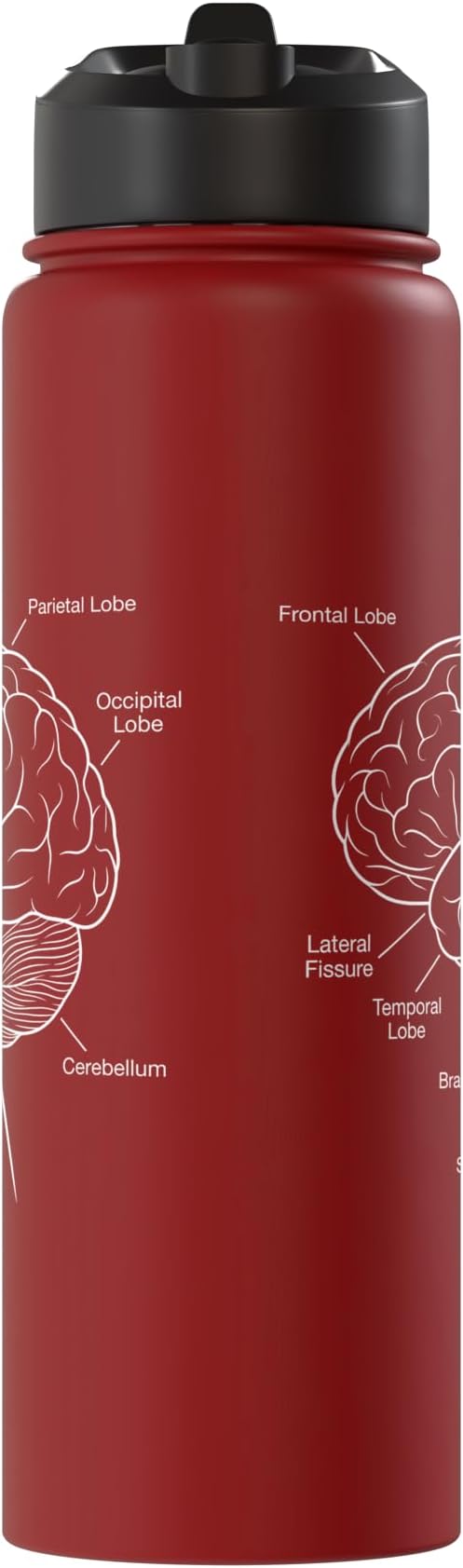 Neuroscience Human Brain Anatomy Labeled Diagram Stainless Steel Insulated Water Bottle