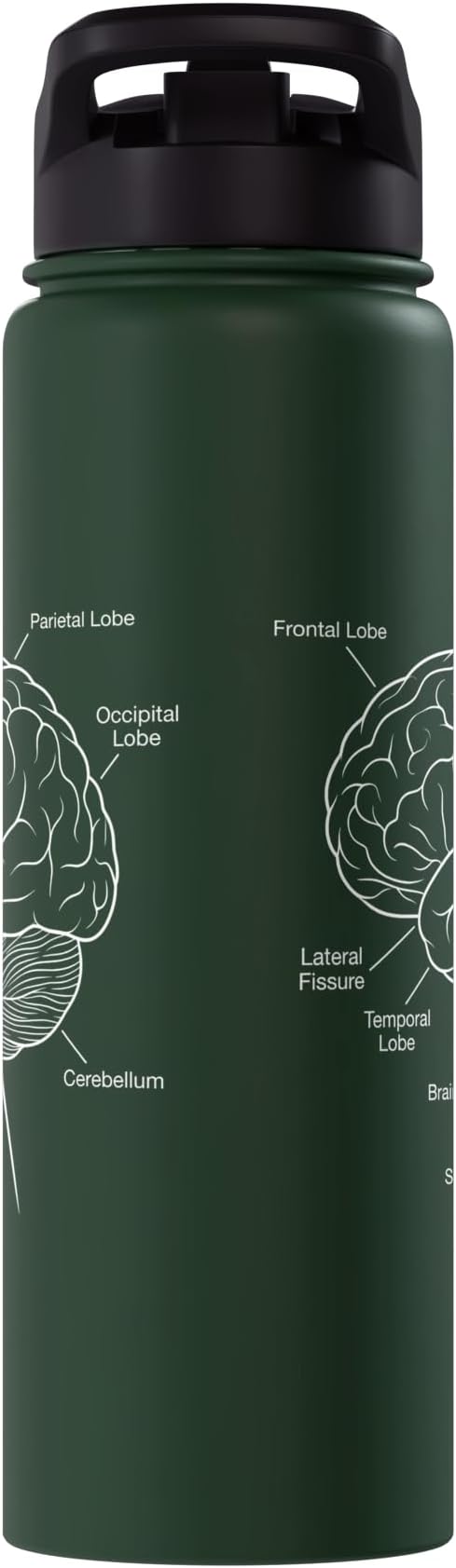 Neuroscience Human Brain Anatomy Labeled Diagram Stainless Steel Insulated Water Bottle