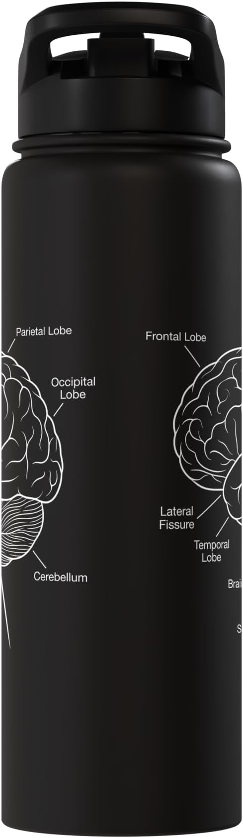 Neuroscience Human Brain Anatomy Labeled Diagram Stainless Steel Insulated Water Bottle