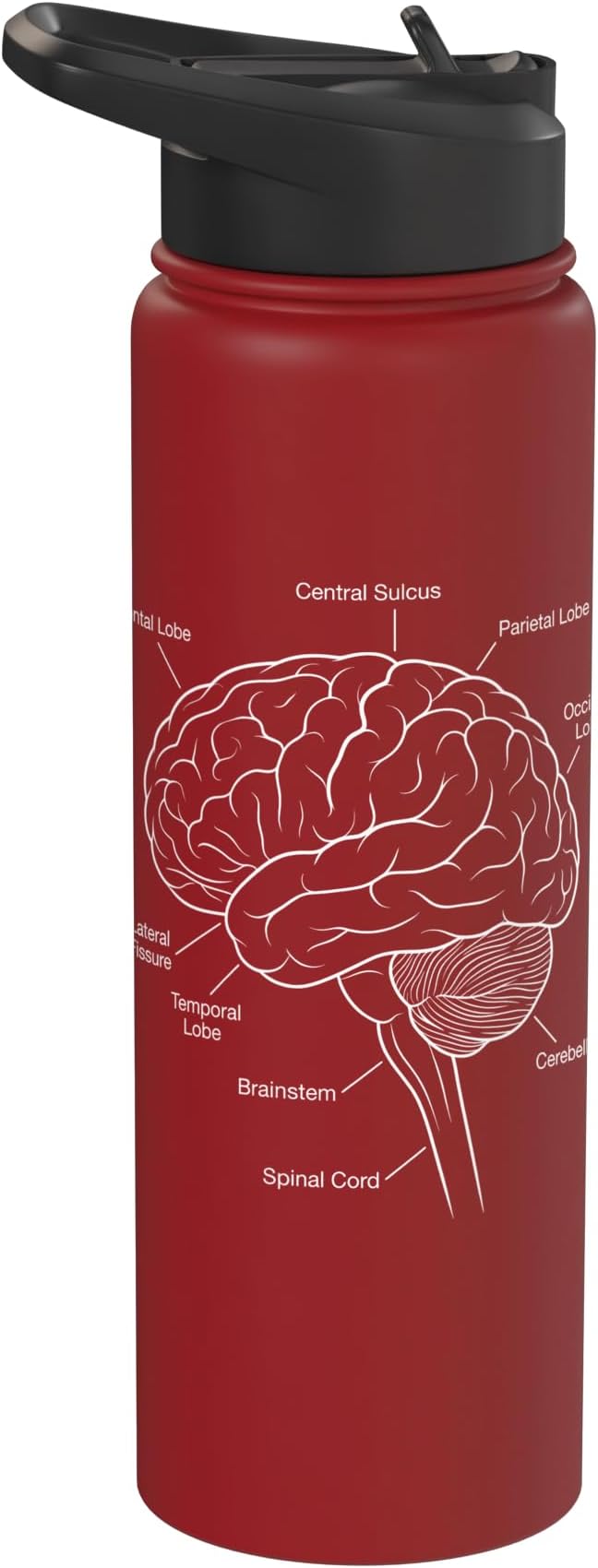 Neuroscience Human Brain Anatomy Labeled Diagram Stainless Steel Insulated Water Bottle