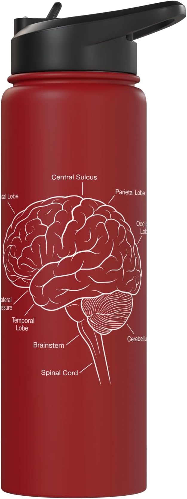 Neuroscience Human Brain Anatomy Labeled Diagram Stainless Steel Insulated Water Bottle