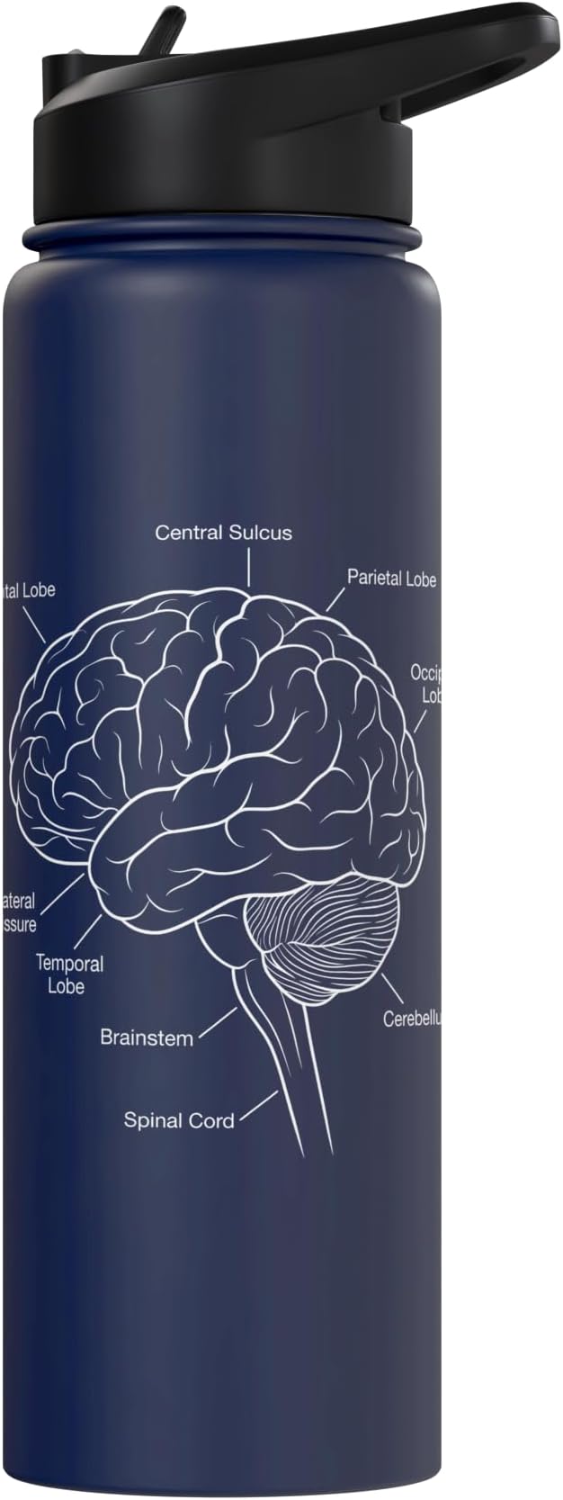 Neuroscience Human Brain Anatomy Labeled Diagram Stainless Steel Insulated Water Bottle