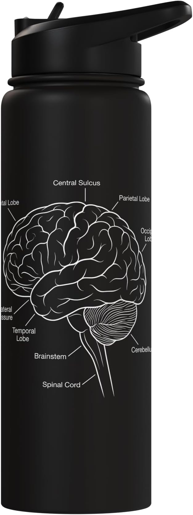 Neuroscience Human Brain Anatomy Labeled Diagram Stainless Steel Insulated Water Bottle