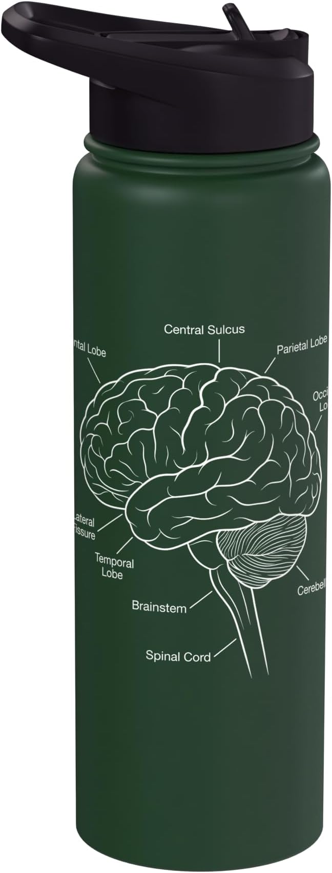 Neuroscience Human Brain Anatomy Labeled Diagram Stainless Steel Insulated Water Bottle