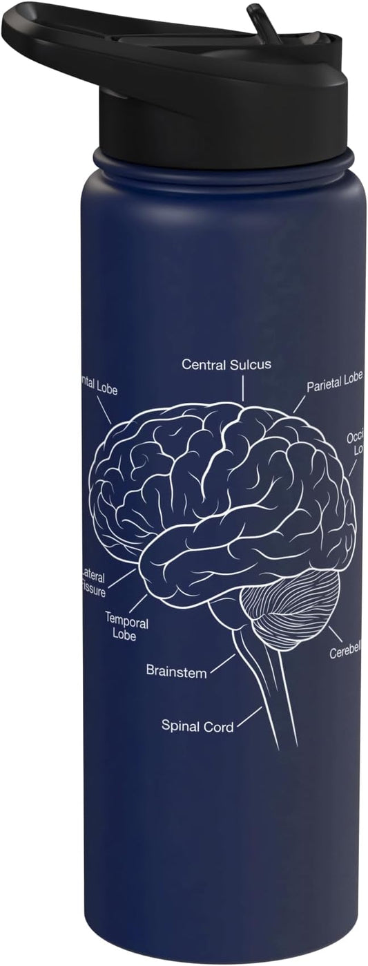 Neuroscience Human Brain Anatomy Labeled Diagram Stainless Steel Insulated Water Bottle