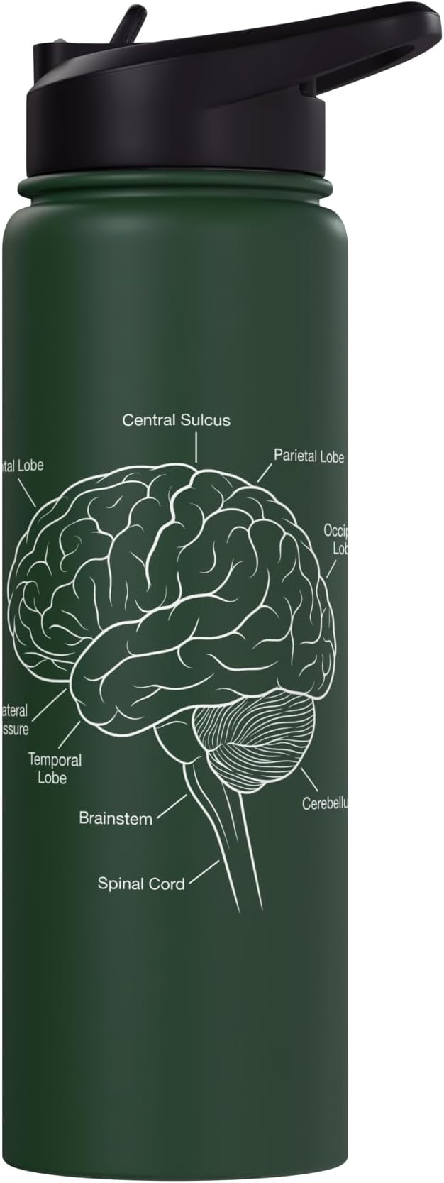 Neuroscience Human Brain Anatomy Labeled Diagram Stainless Steel Insulated Water Bottle
