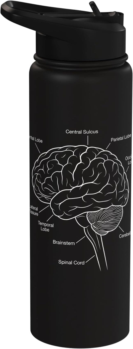 Neuroscience Human Brain Anatomy Labeled Diagram Stainless Steel Insulated Water Bottle