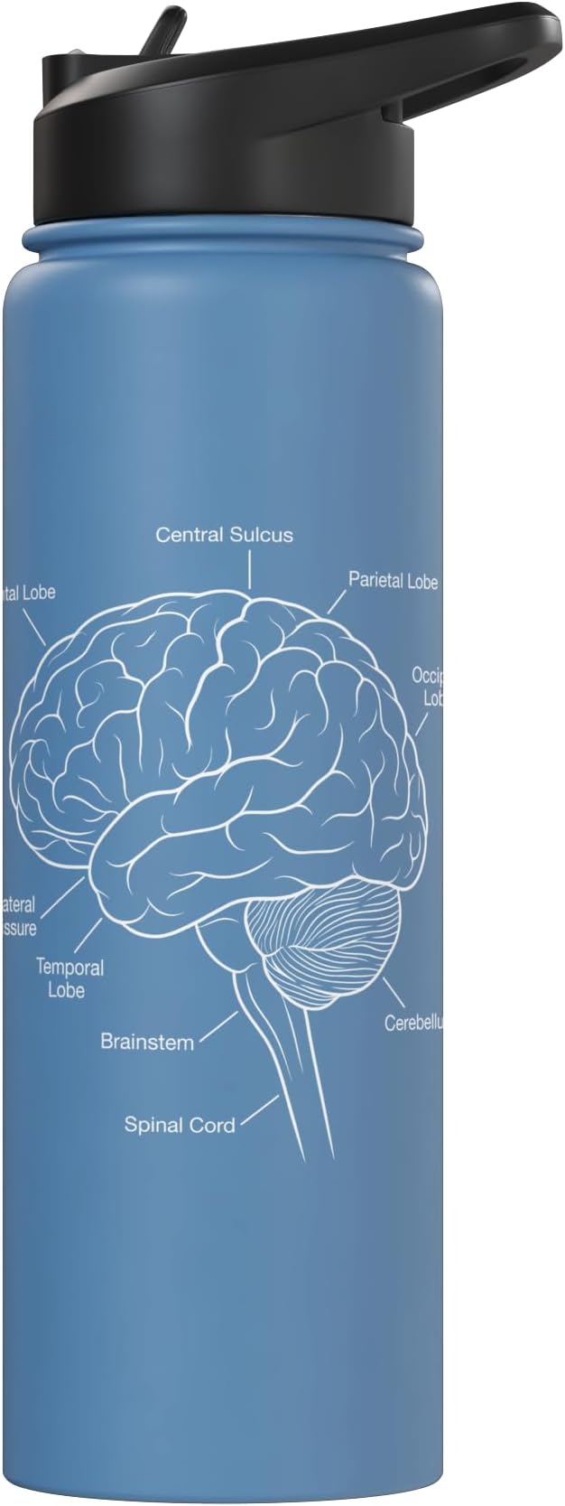 Neuroscience Human Brain Anatomy Labeled Diagram Stainless Steel Insulated Water Bottle