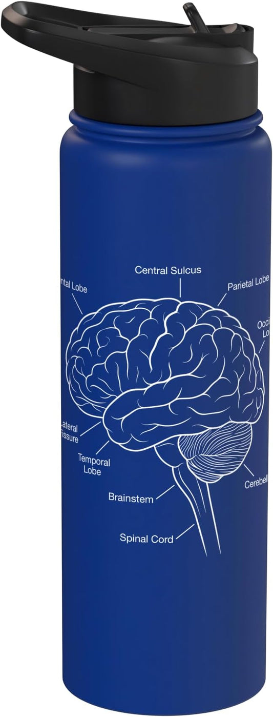 Neuroscience Human Brain Anatomy Labeled Diagram Stainless Steel Insulated Water Bottle
