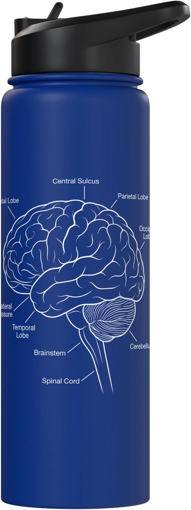 Neuroscience Human Brain Anatomy Labeled Diagram Stainless Steel Insulated Water Bottle