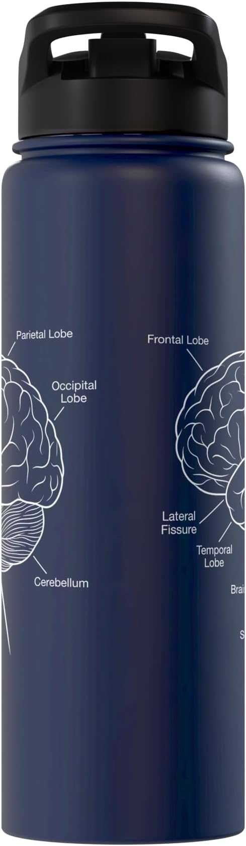 Neuroscience Human Brain Anatomy Labeled Diagram Stainless Steel Insulated Water Bottle