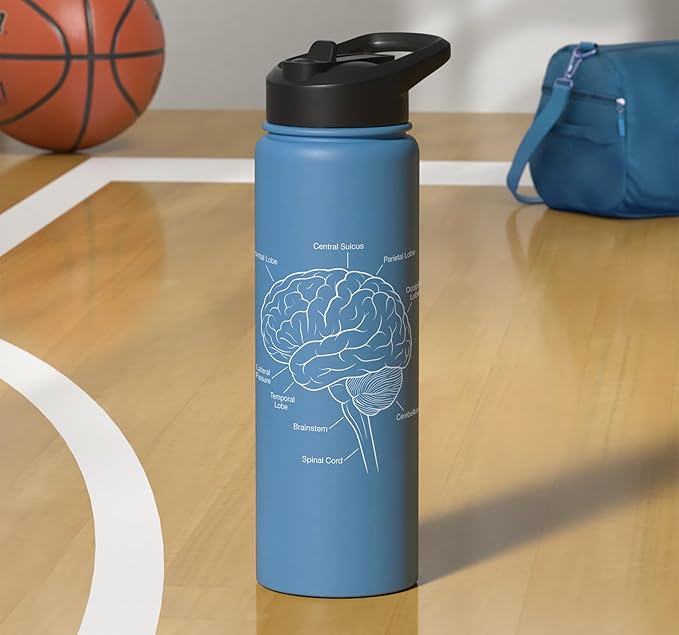 Neuroscience Human Brain Anatomy Labeled Diagram Stainless Steel Insulated Water Bottle