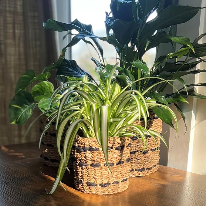 WHW Whole House Worlds Black Striped Seagrass and Jute Baskets, Round, Natural Chunky Sweater Weave, Set of 3, Made by Hand, from 9.75, 8.25, and 6.75 D Inches